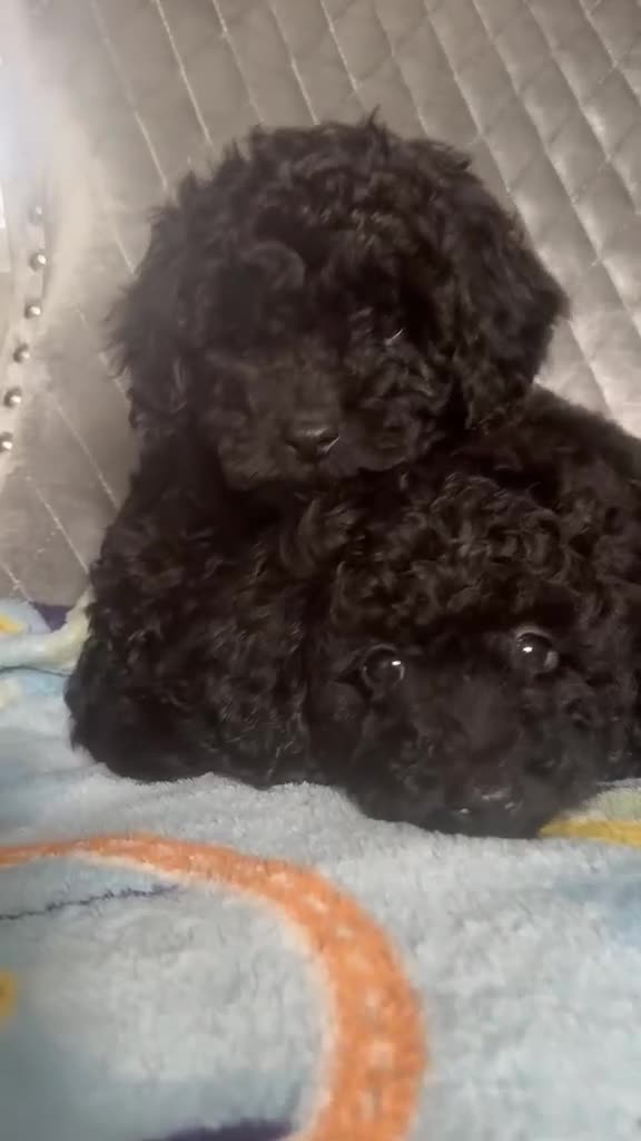 Poodle dogs for sale: Miniature poodles in Newbury - Video 1