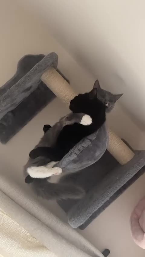 Ragdoll cats for sale: 1 ragdoll kitten & 1 black short hair  - Video 4