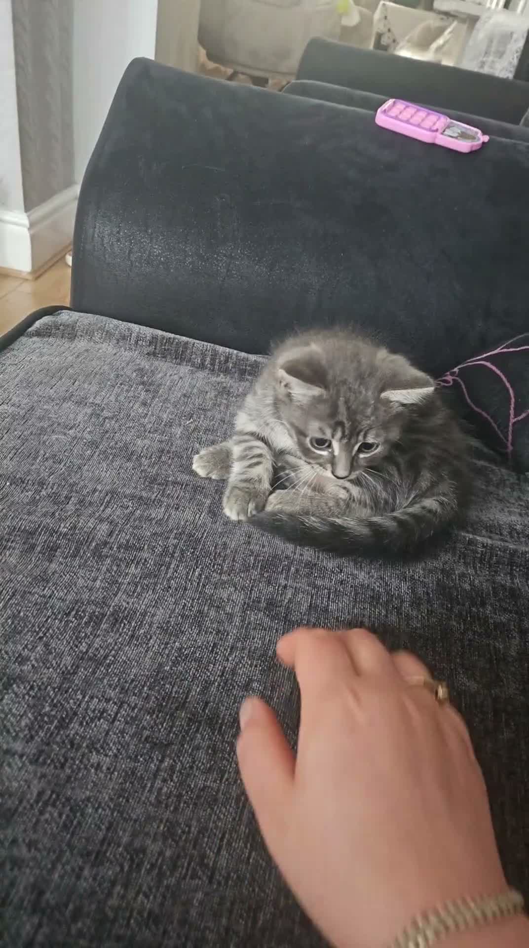 Mixed Breed cats for sale: Lovely kitten - Video 2