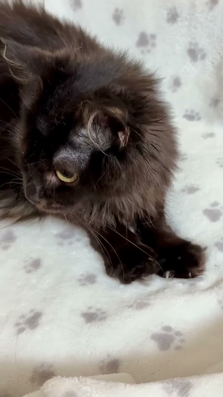 Mixed Breed cats for sale: MAINE COON X RAGDOLL ‘’Ragcoon’’ CHOCOLATE SMOKEY - Video 2