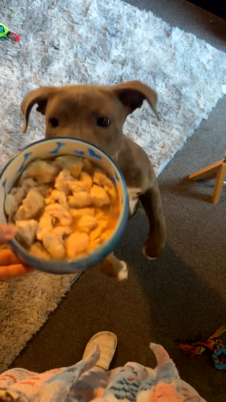 Staffordshire Bull Terrier dogs for sale: 5⭐HOME ONLY! Male Staffy - Video 3