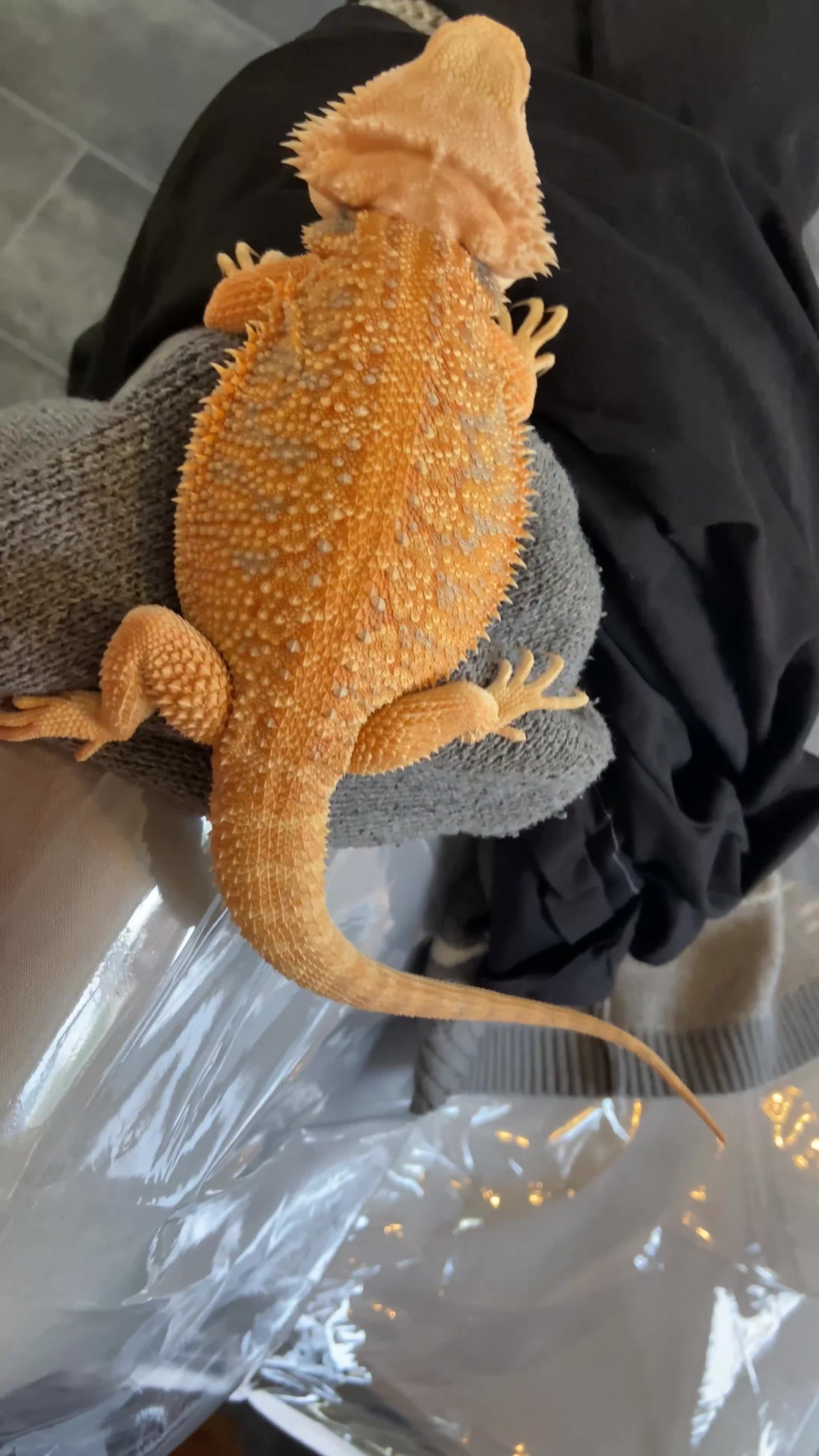 Bearded Dragon reptiles for sale: Female hypo baby bearded dragon - Video 3
