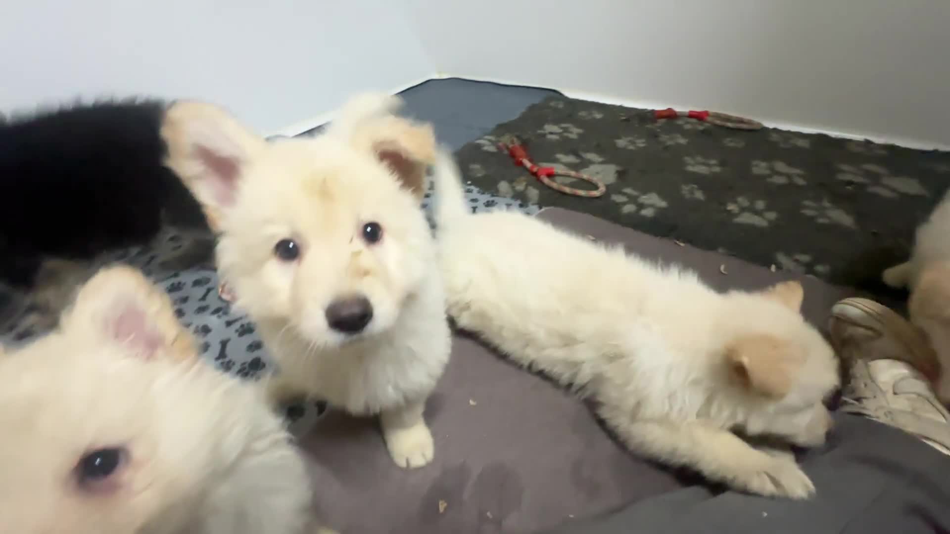 German Shepherd dogs for sale: Traditional Long Coat, Straight backed GSD Puppies - Video 2