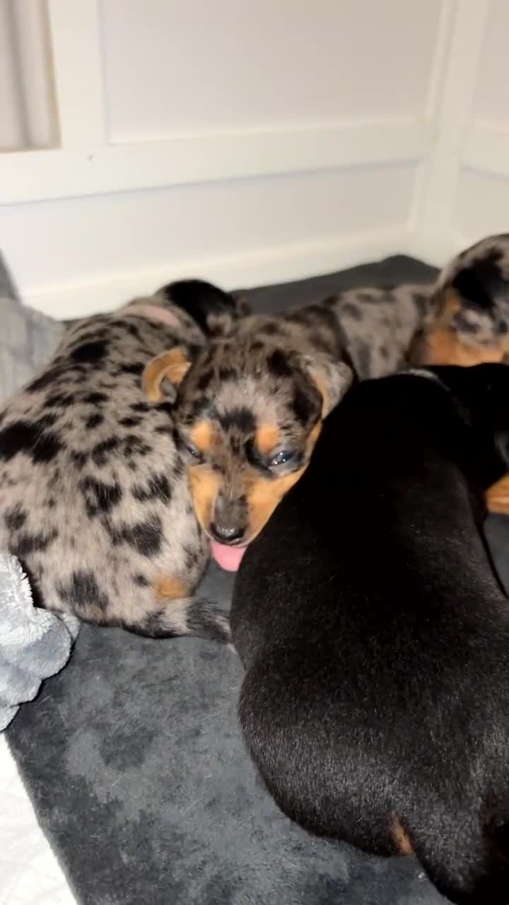 Miniature Dachshund dogs for sale: Gorgeous miniature dachshund puppy’s  - Video 1