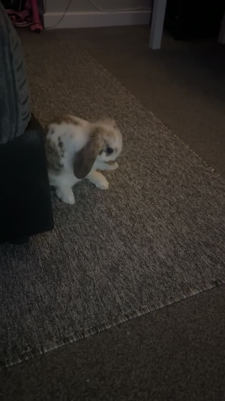 English rabbits for sale: Selling bunny about 4-5 months old it’s a male  in Liverpool - Video 1