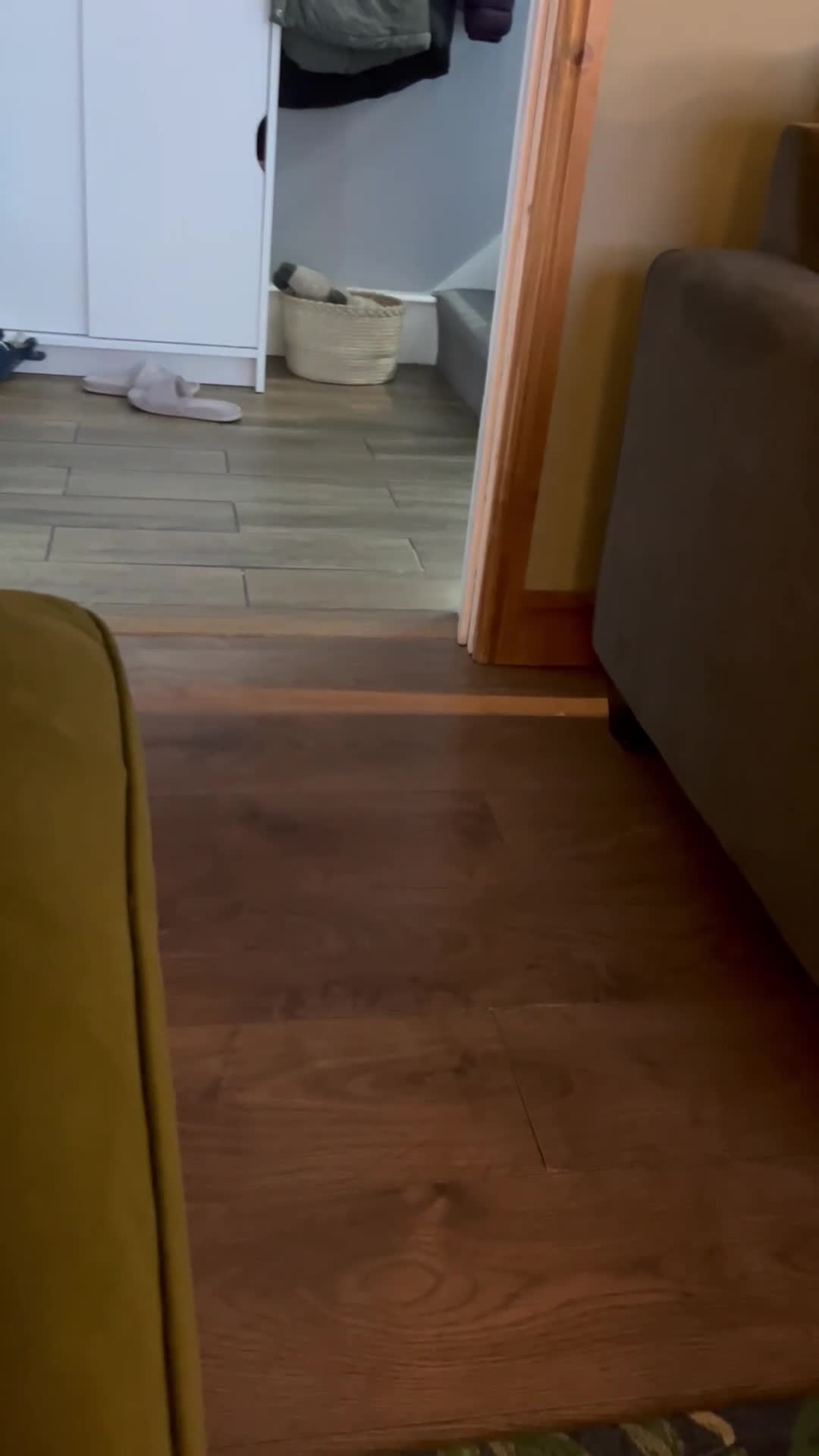 Japanese Shiba Inu dogs for sale: Dexter the Shiba Inu  - Video 3