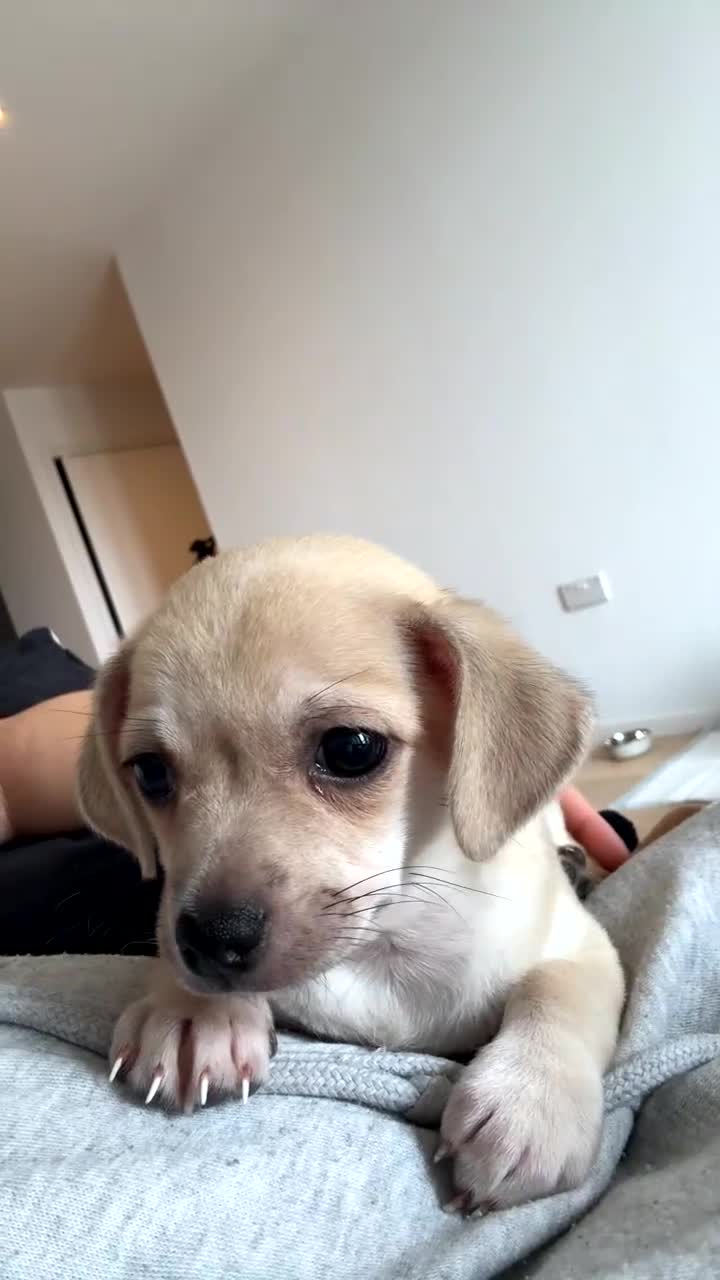 Mixed Breed dogs for sale: Adorable chihuahua cross shih tzu puppy male - Video 2