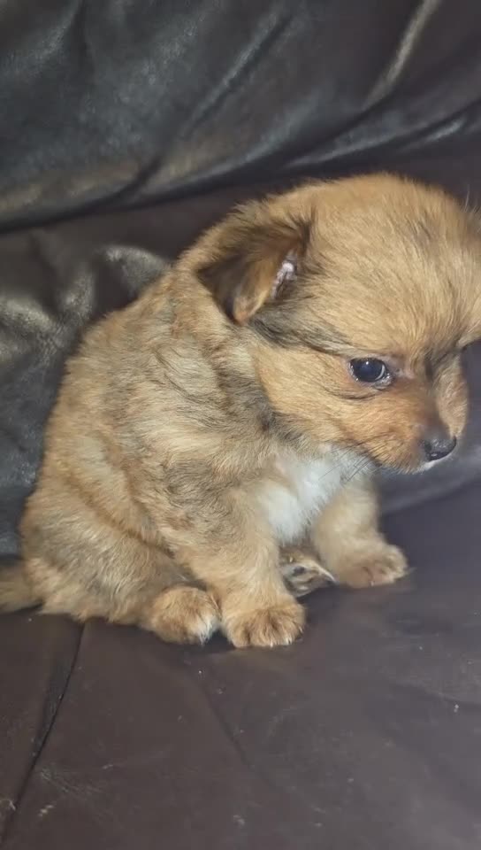 Mixed Breed dogs for sale: One puppy left  - Video 2