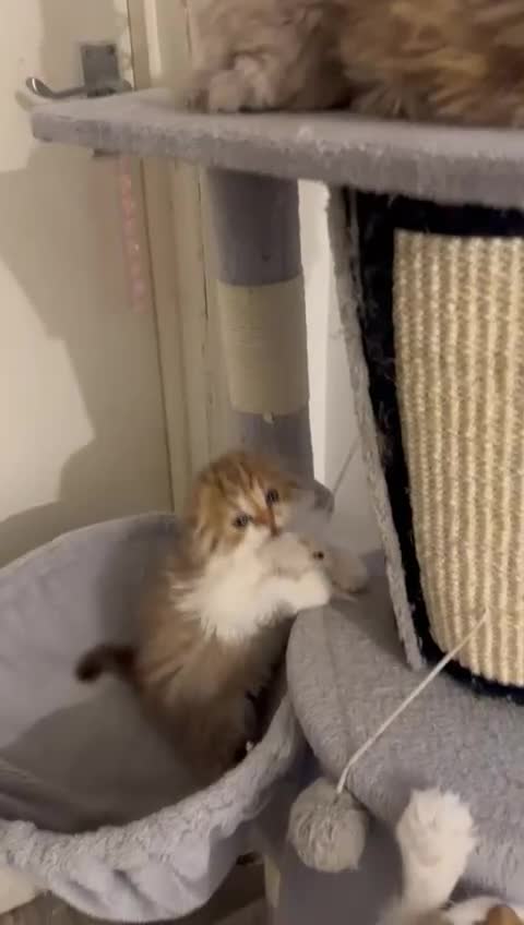 British Longhair cats for sale: 5 gorgeous baby mixed breed kittens  - Video 1