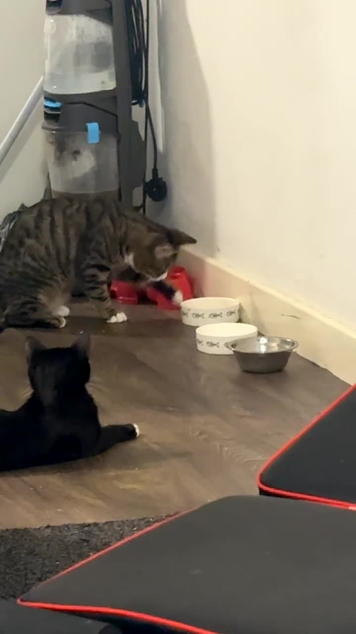Mixed Breed cats for sale: Male cat needs new home  - Video 1