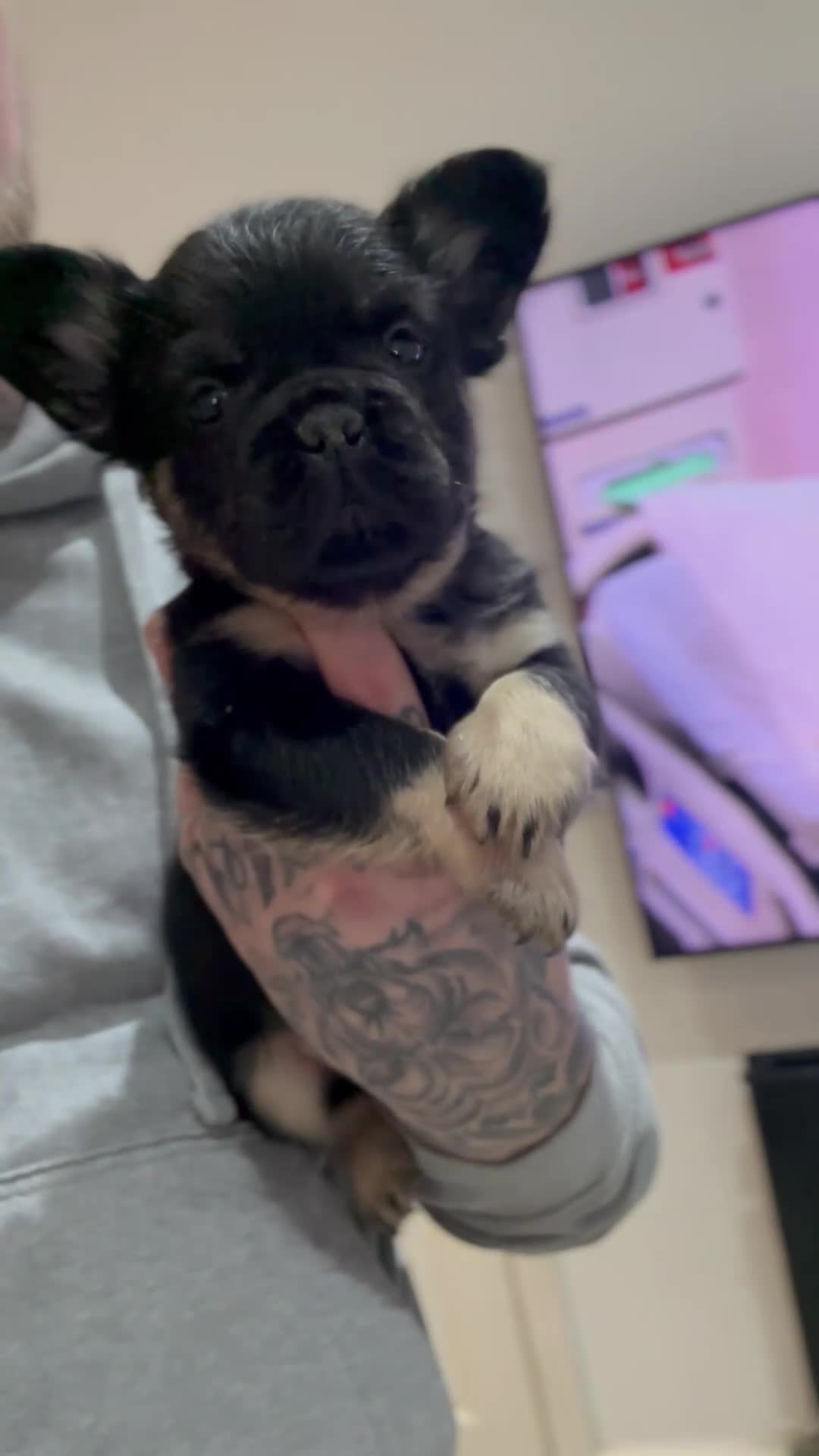 French Bulldog dogs for sale: RARE FLUFFY FRENCHIES! LAST 3 LEFT!!!! - Video 1