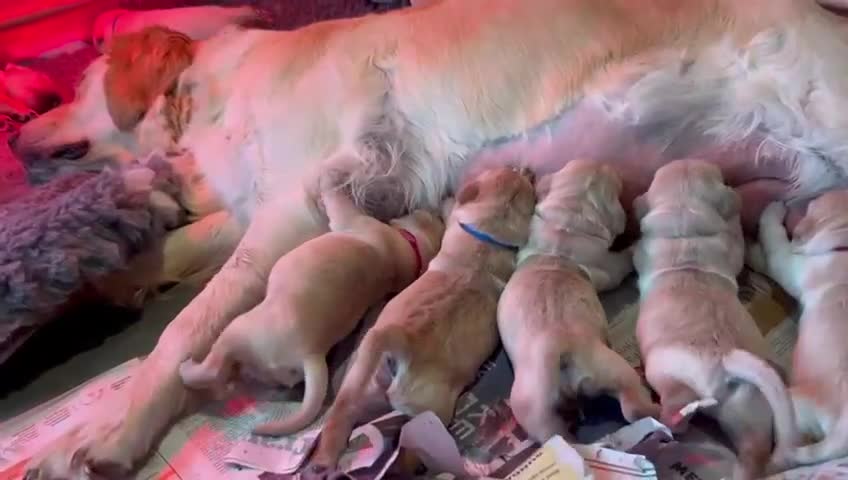 Golden Retriever dogs for sale: ✨ When Bella Met Loki 💛 - Video 2