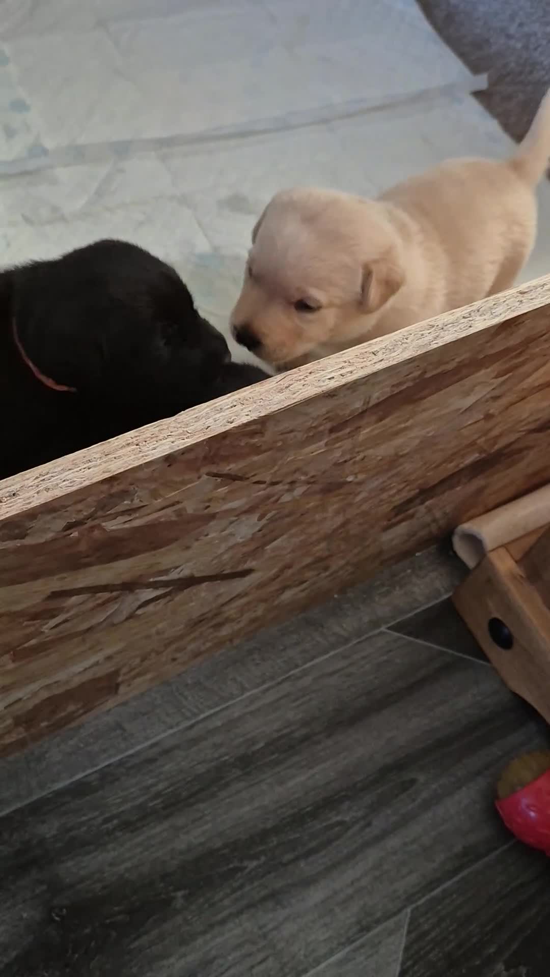 Labrador Retriever dogs for sale: Labrodor retriever kc in Plymouth - Video 2