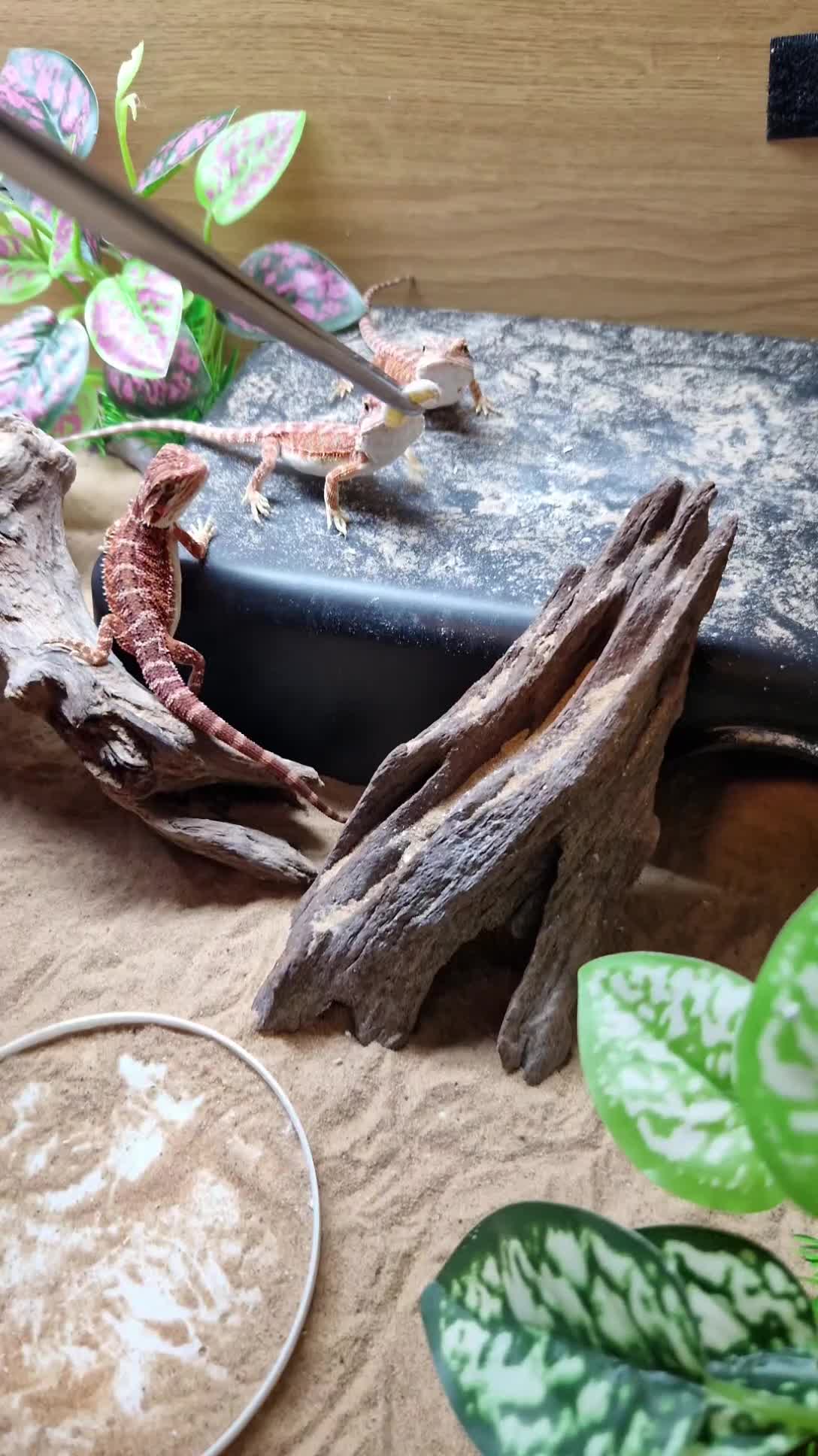 Bearded Dragon reptiles for sale: Baby beardes dragons for sale  - Video 1