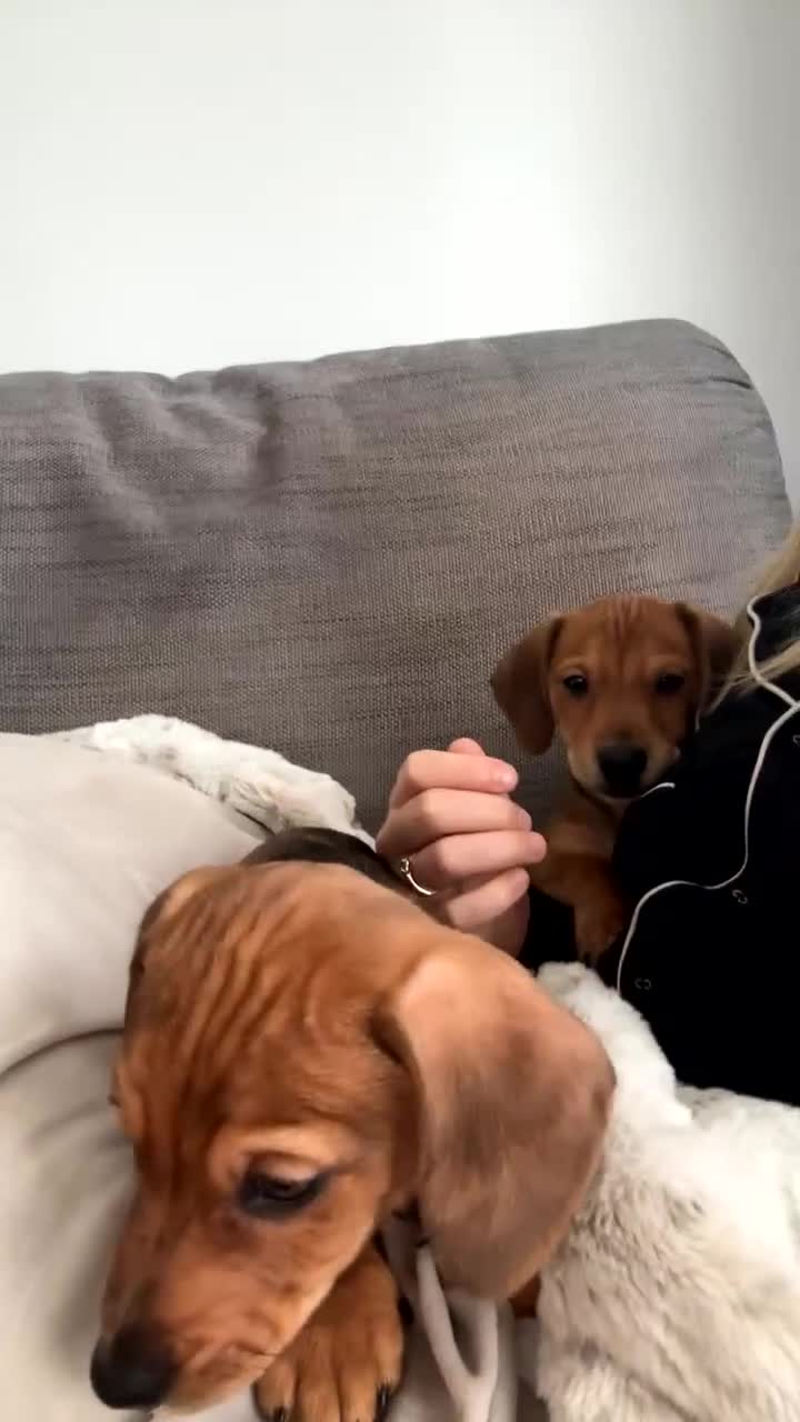 Mixed Breed dogs for sale: Hugo, chocolate and cream  - Video 2