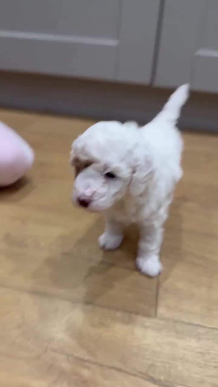 Cavapoo dogs for sale: Gorgeous little girl Cavapoo Puppy - Video 2