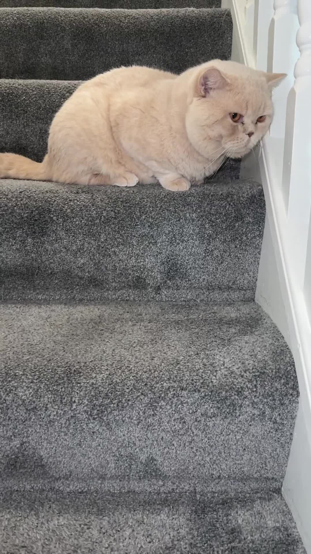 British Shorthair cats for sale: Cream round face British shorthair boy  - Video 2