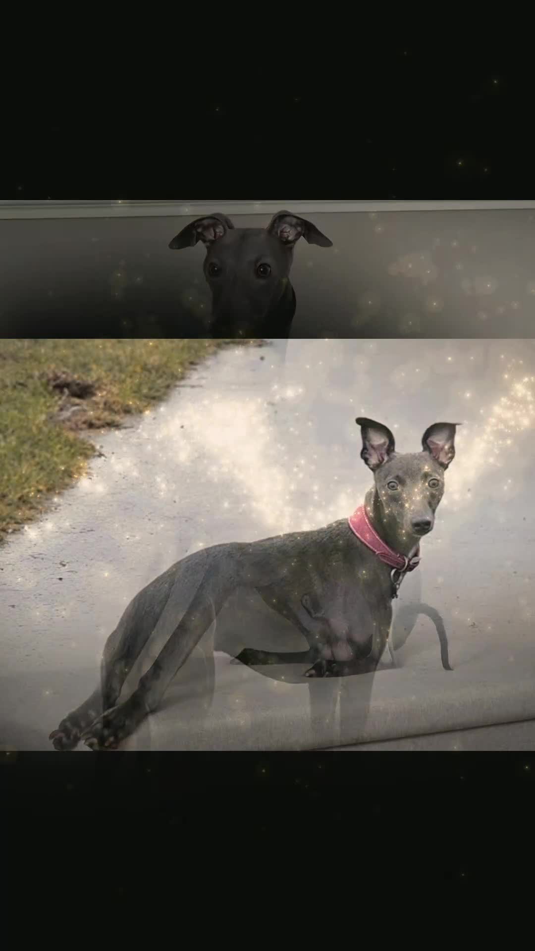 Whippet dogs for sale: KC Registered Blue Laguna Whippets - Video 1