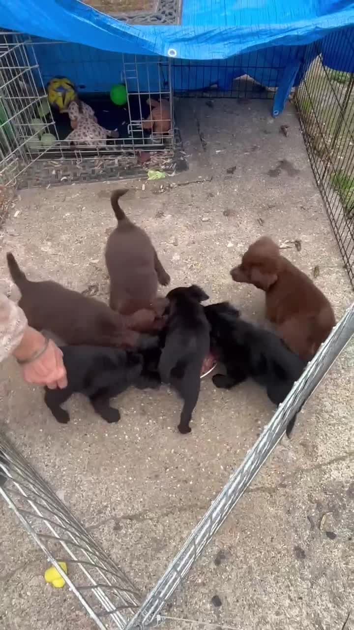 Mixed Breed dogs for sale: Cockeranians 5 girls 2 boys, ready now! - Video 2