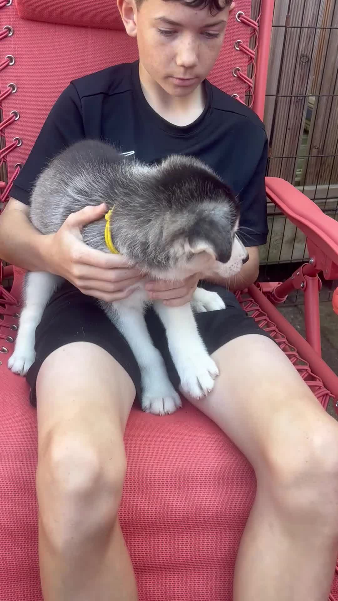 Siberian Husky dogs for sale: Lovely husky puppies, ready for new homes on 25/8 - Video 4