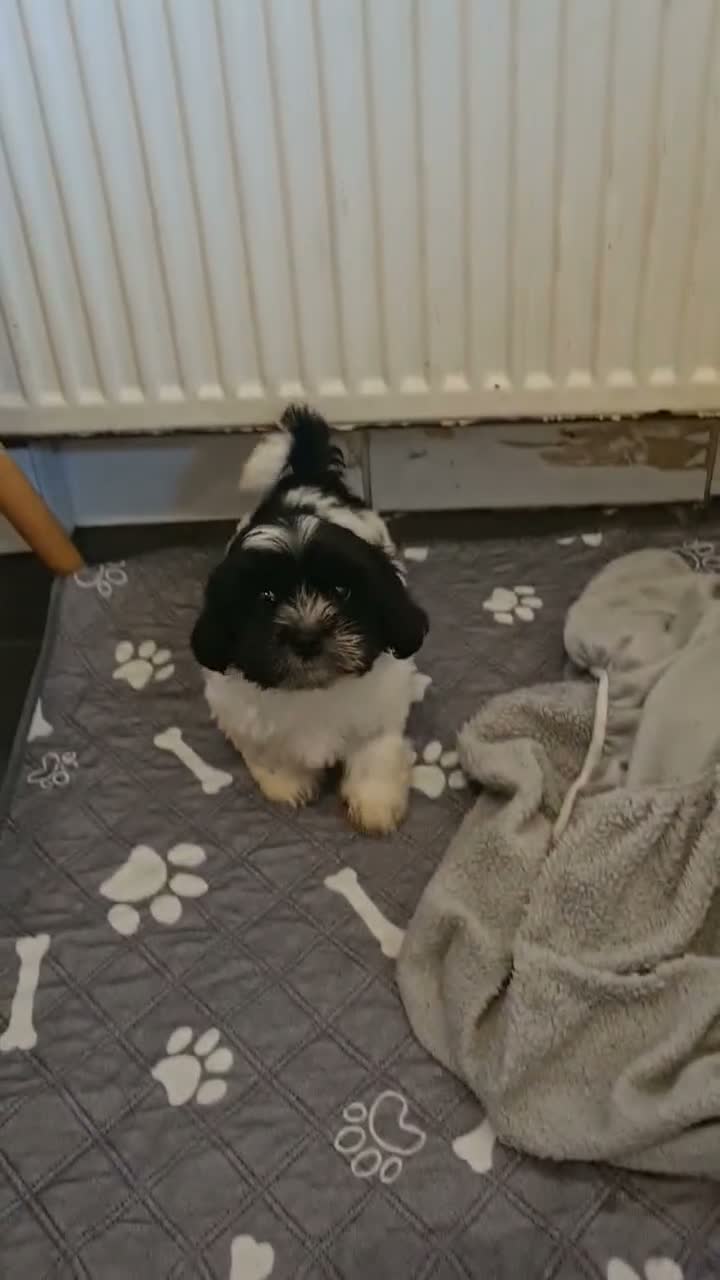 Mixed Breed dogs for sale: Shizu-tibetan terrier  - Video 2
