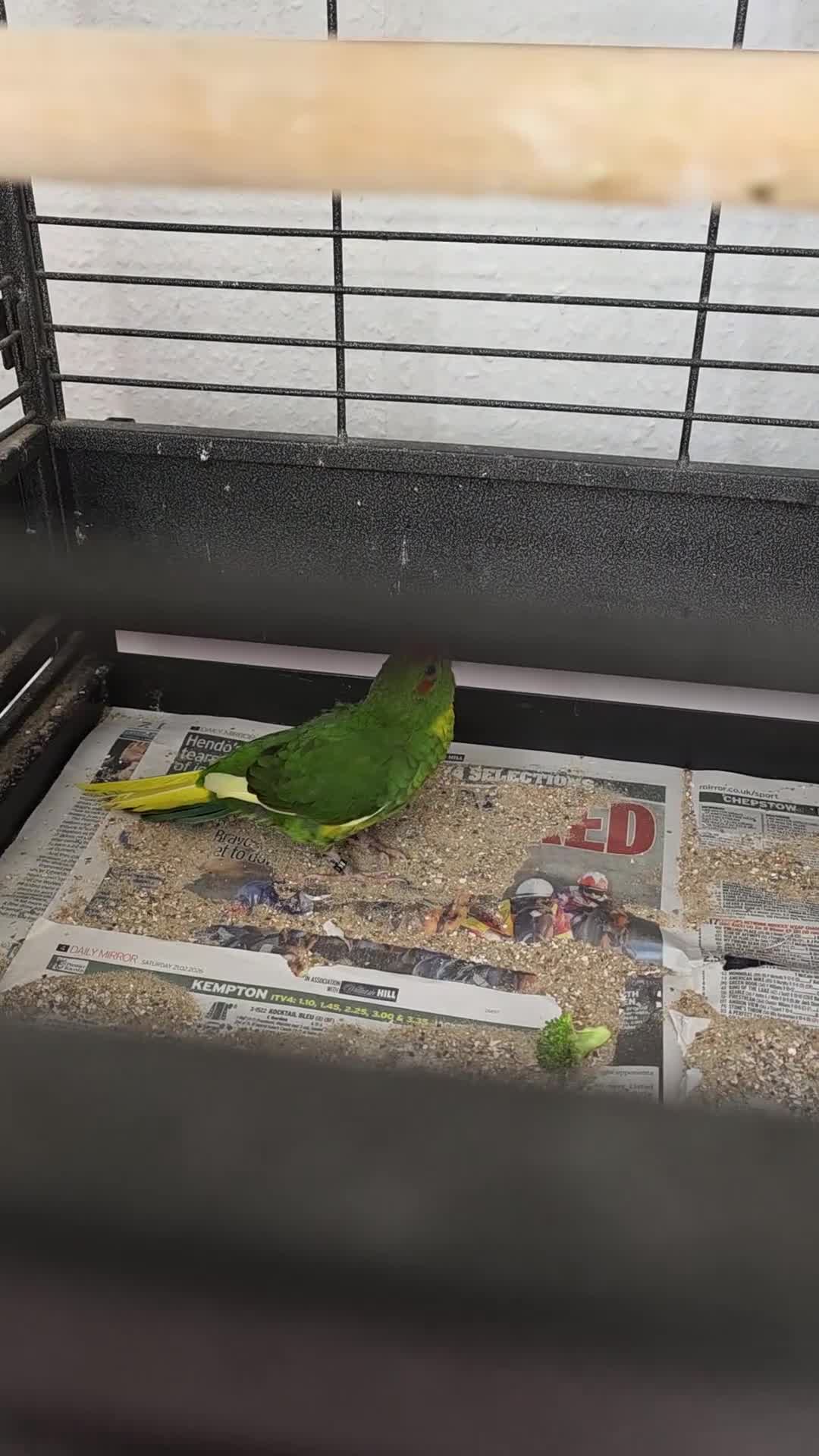 Parrots birds for sale: Pair of kakariki birds and cage in Preston - Video 1