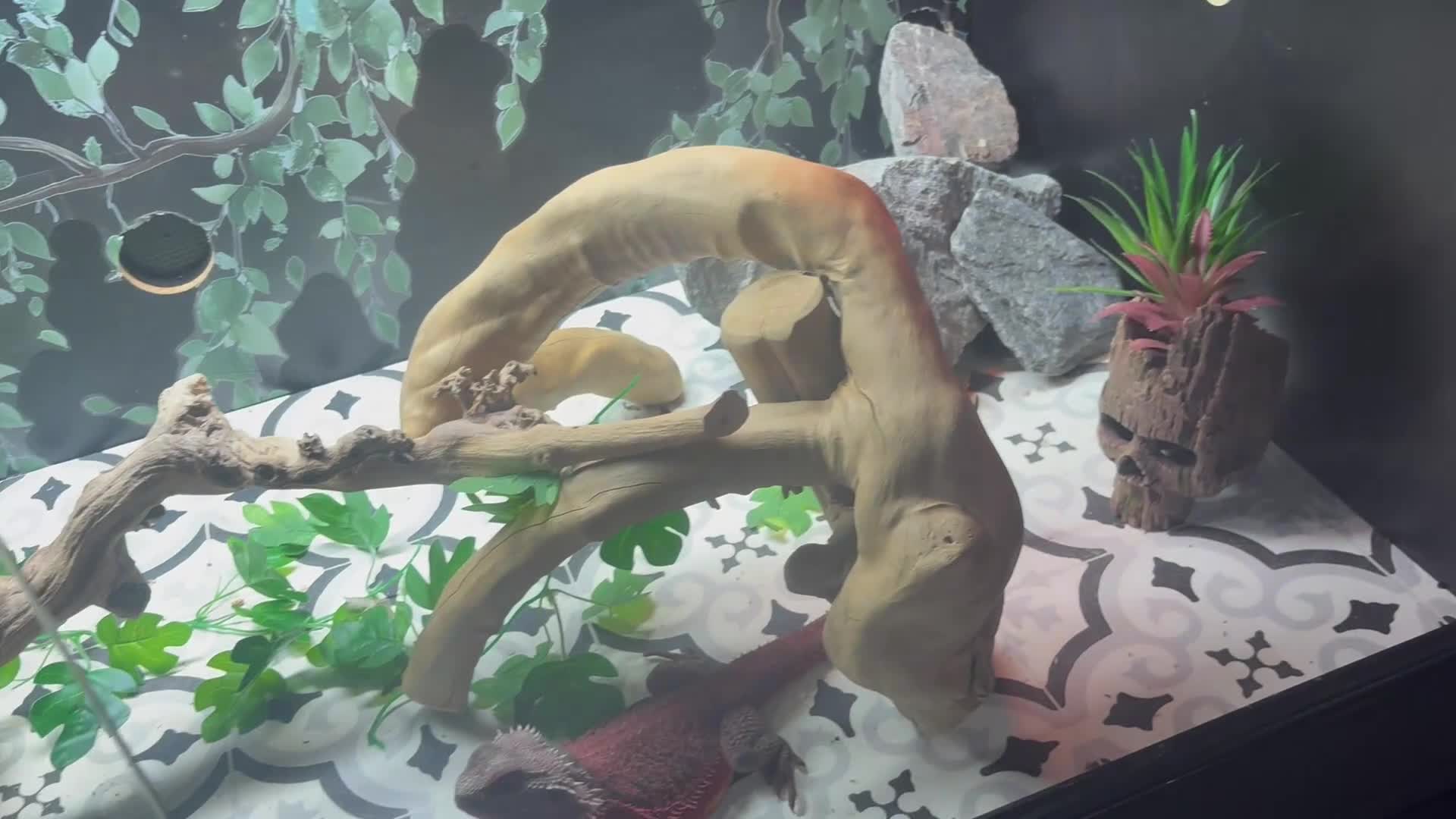 Bearded Dragon reptiles for sale: Red monster bearded dragon and full set up  - Video 3