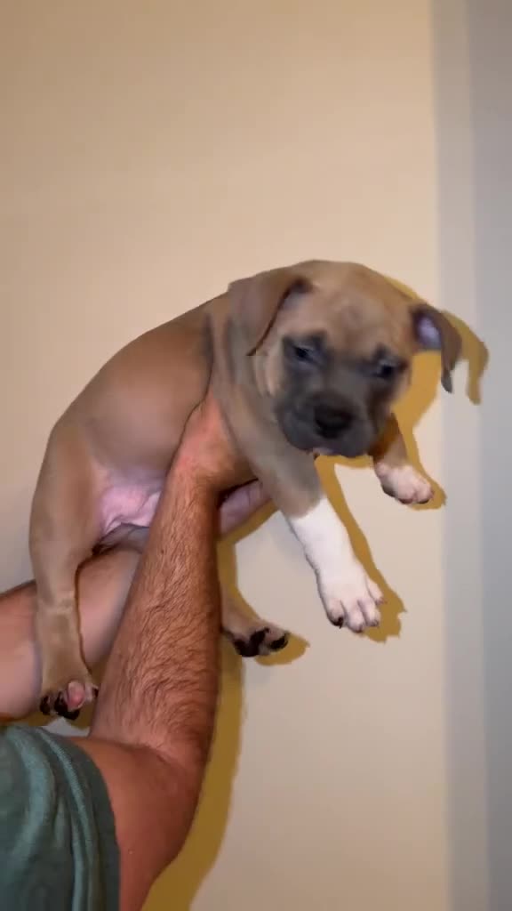 American Bully dogs for sale: Glasgow Star bullys on Instagram  - Video 1