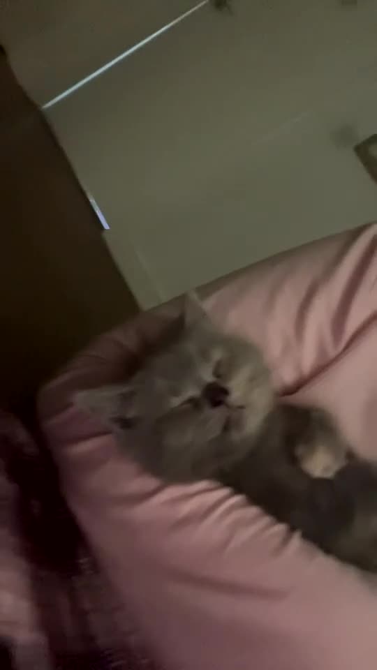 British Shorthair cats for sale: BSH cross kittens available💞 - Video 1