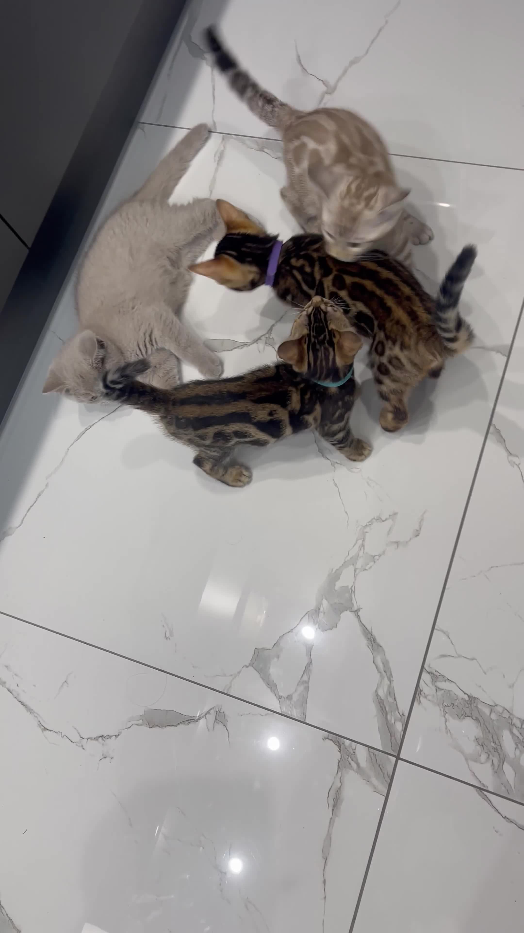 Bengal cats for sale: 🏡Stunning Tica registered Bengal Kittens  🐾 - Video 4
