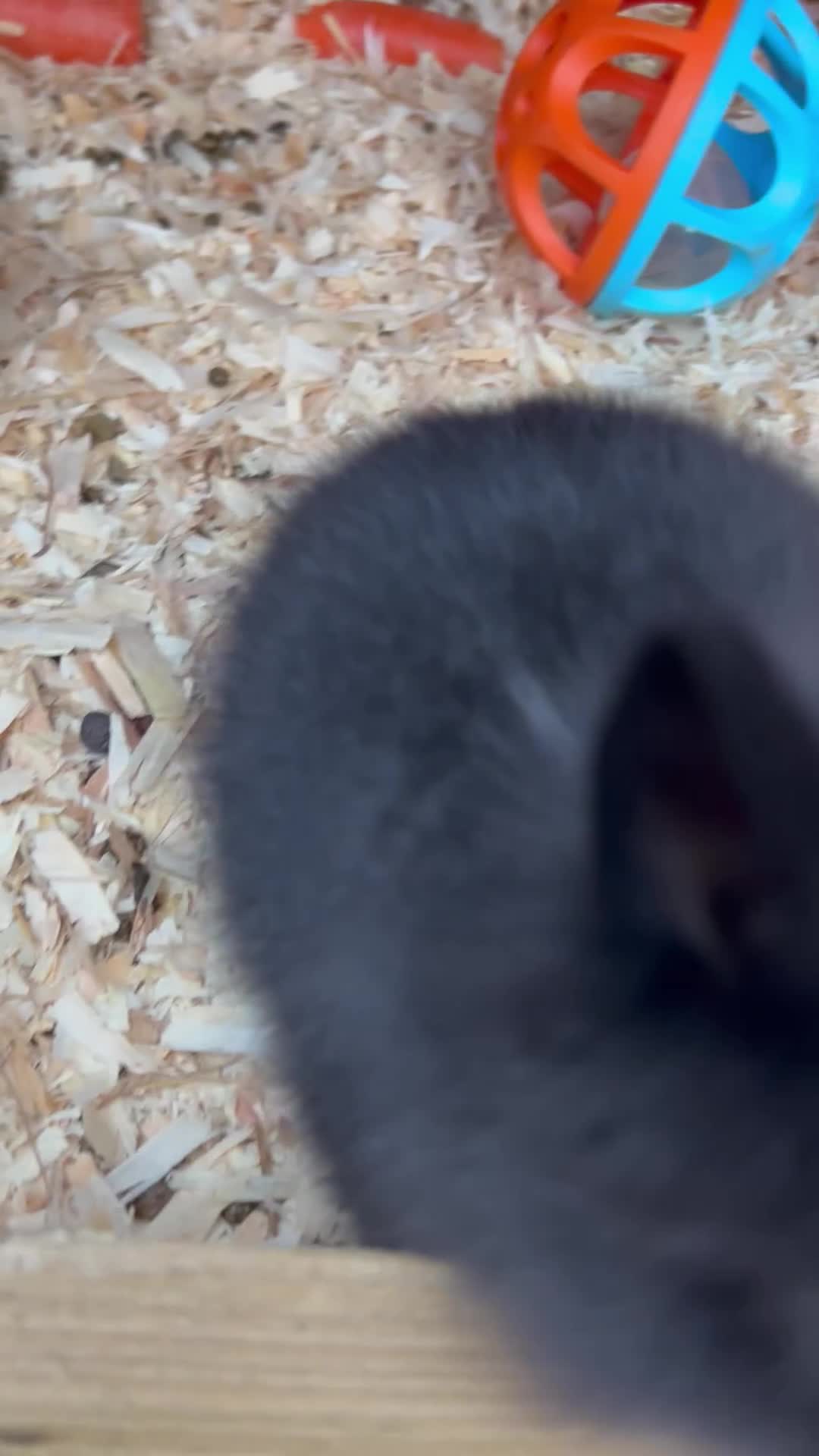 Lionhead rabbits for sale: Last girl! Quality Double-maned Lionhead Bunnies - Video 3