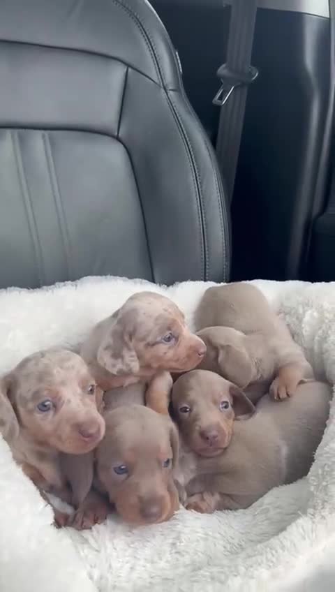 Miniature Dachshund dogs for sale: 🎄XMAS 🎄 MINIATURE DACHSHUNDS ISABELLA AND DAPPLE - Video 1