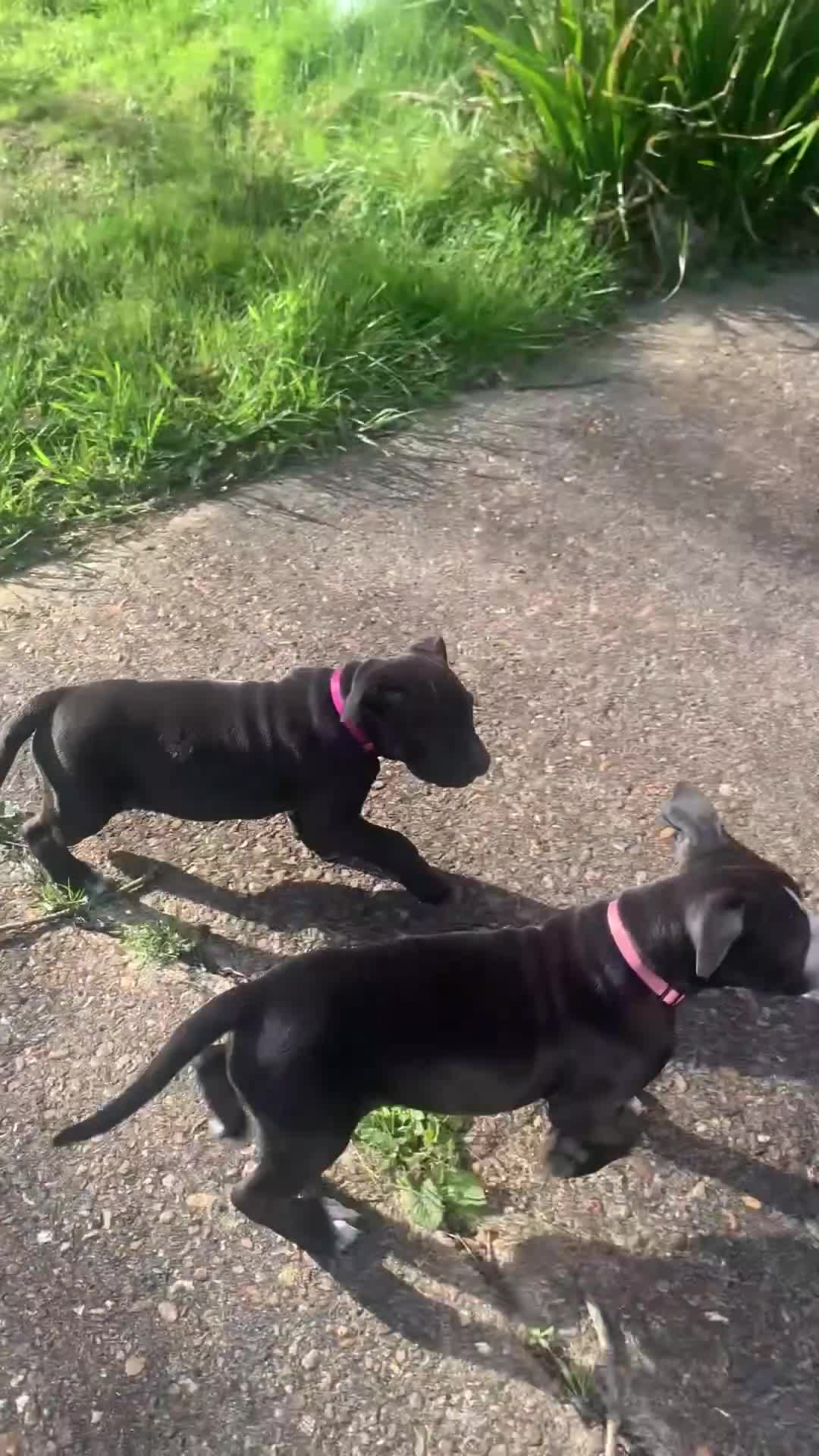 Mixed Breed dogs for sale:  Staffy mastiff x bulldog bully puppies 2 left - Video 2