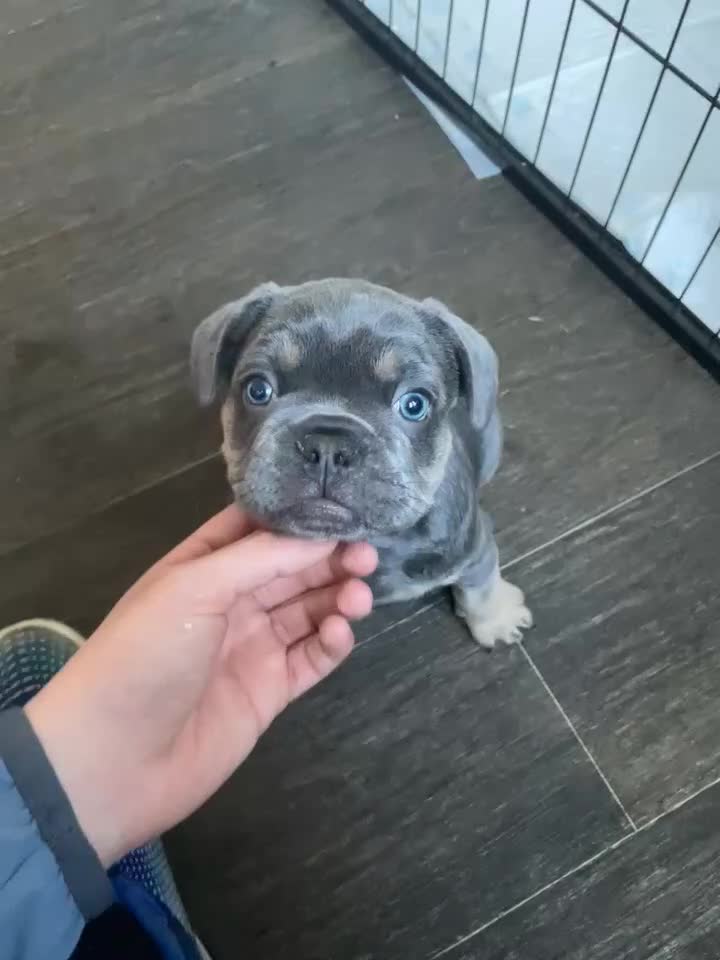 French Bulldog dogs for sale: Puppy French bulldogs - Video 1