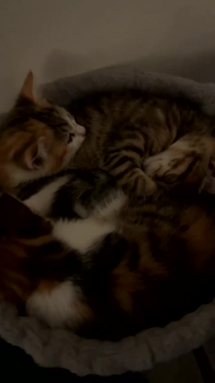 Domestic Shorthair cats for sale: Kittens for sale - Video 3