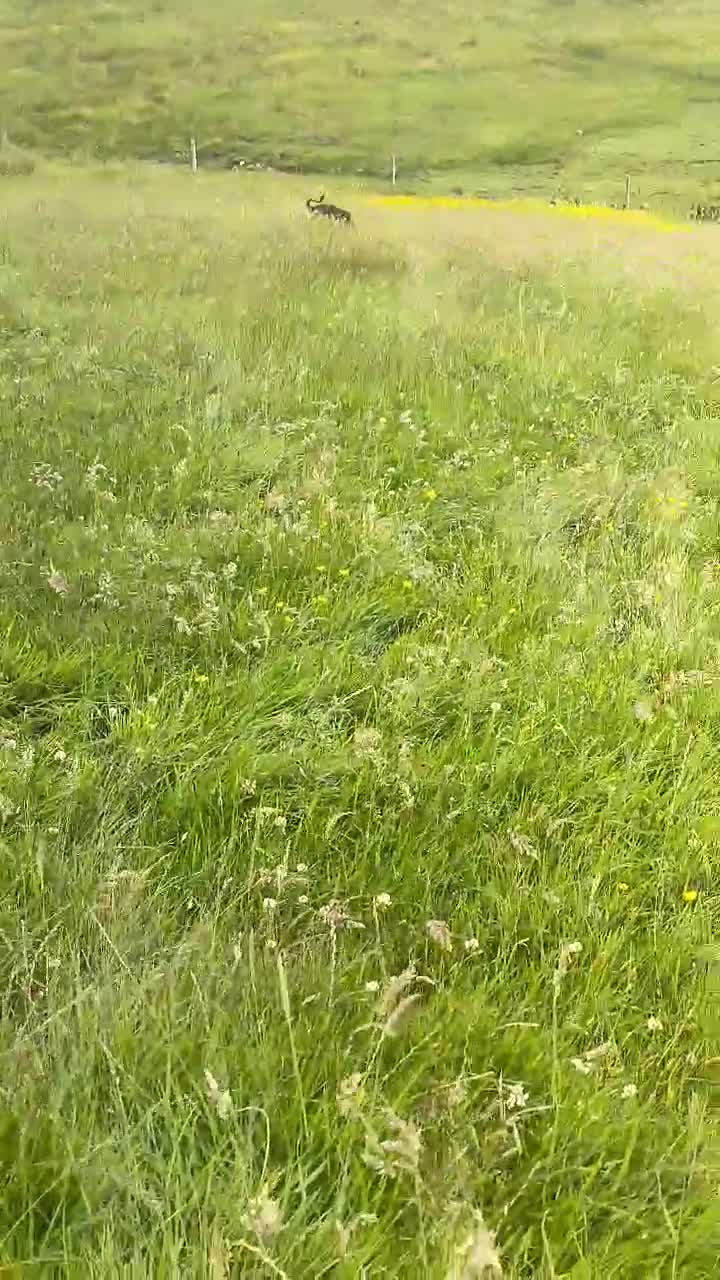 Mixed Breed dogs for sale: 10 month old German shepherd cross Sammy - Video 3