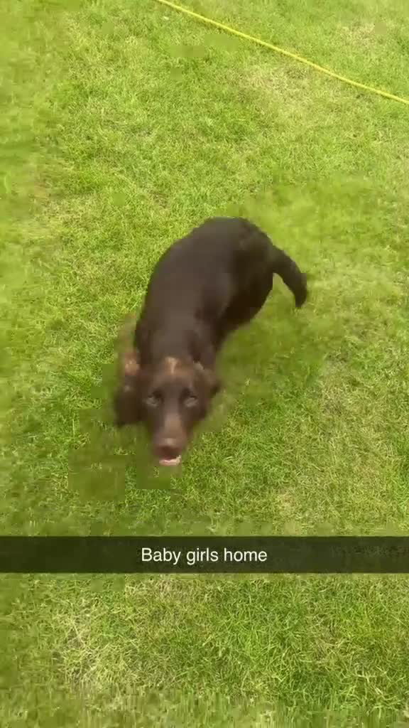 Sprocker dogs for sale: Bella - Video 1