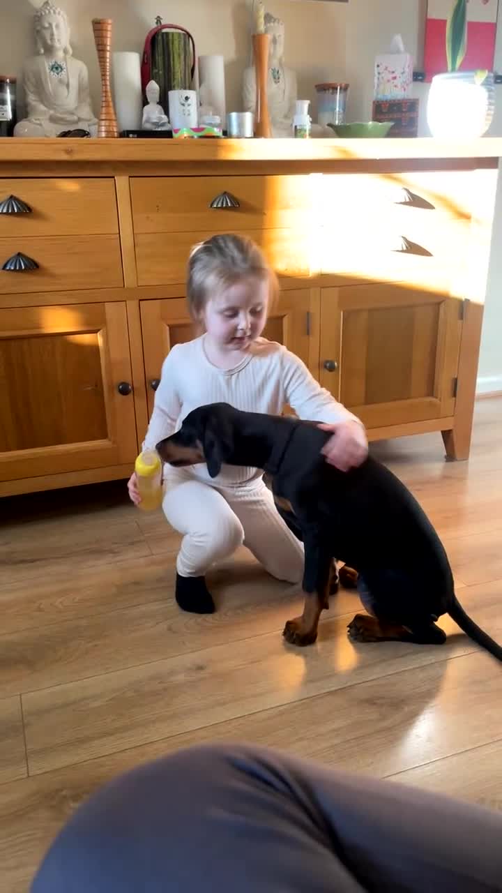 Dobermann dogs for sale: KC Reg DCM Clear Female Doberman Pup - Video 2