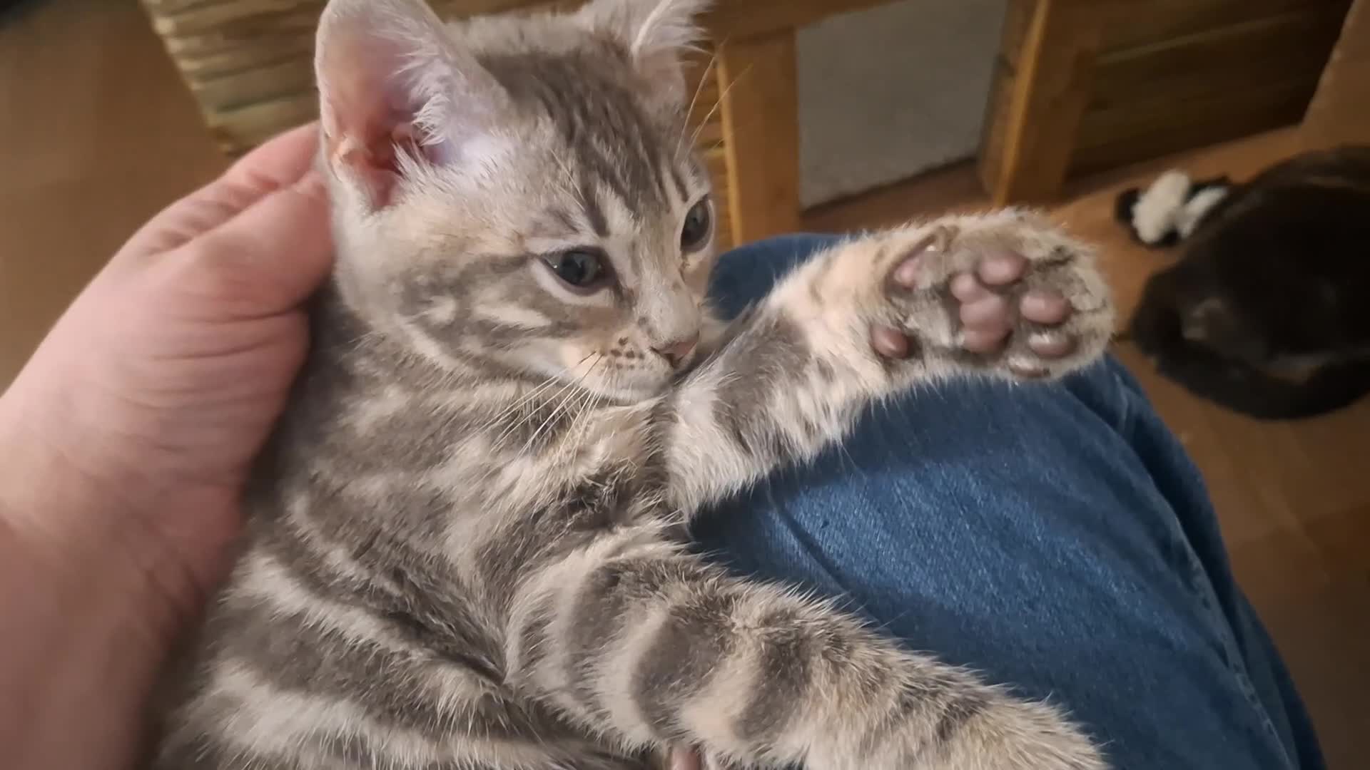 Bengal cats for sale: Last stunning Blue pure bengal kitten available! - Video 1