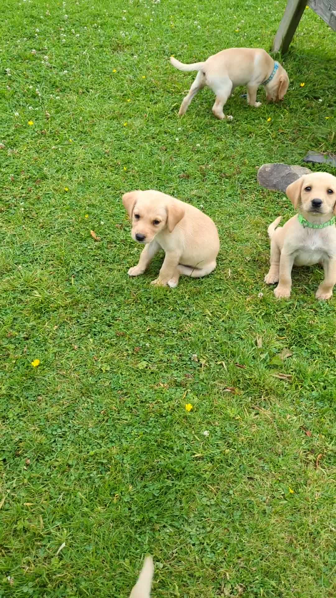 Labrador Retriever dogs for sale: Healthy Adorable kC registered Labrador puppies  - Video 3