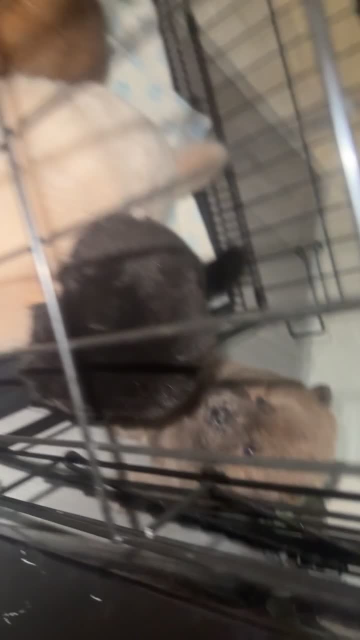 Chow Chow dogs for sale: Chow chow pups - Video 2