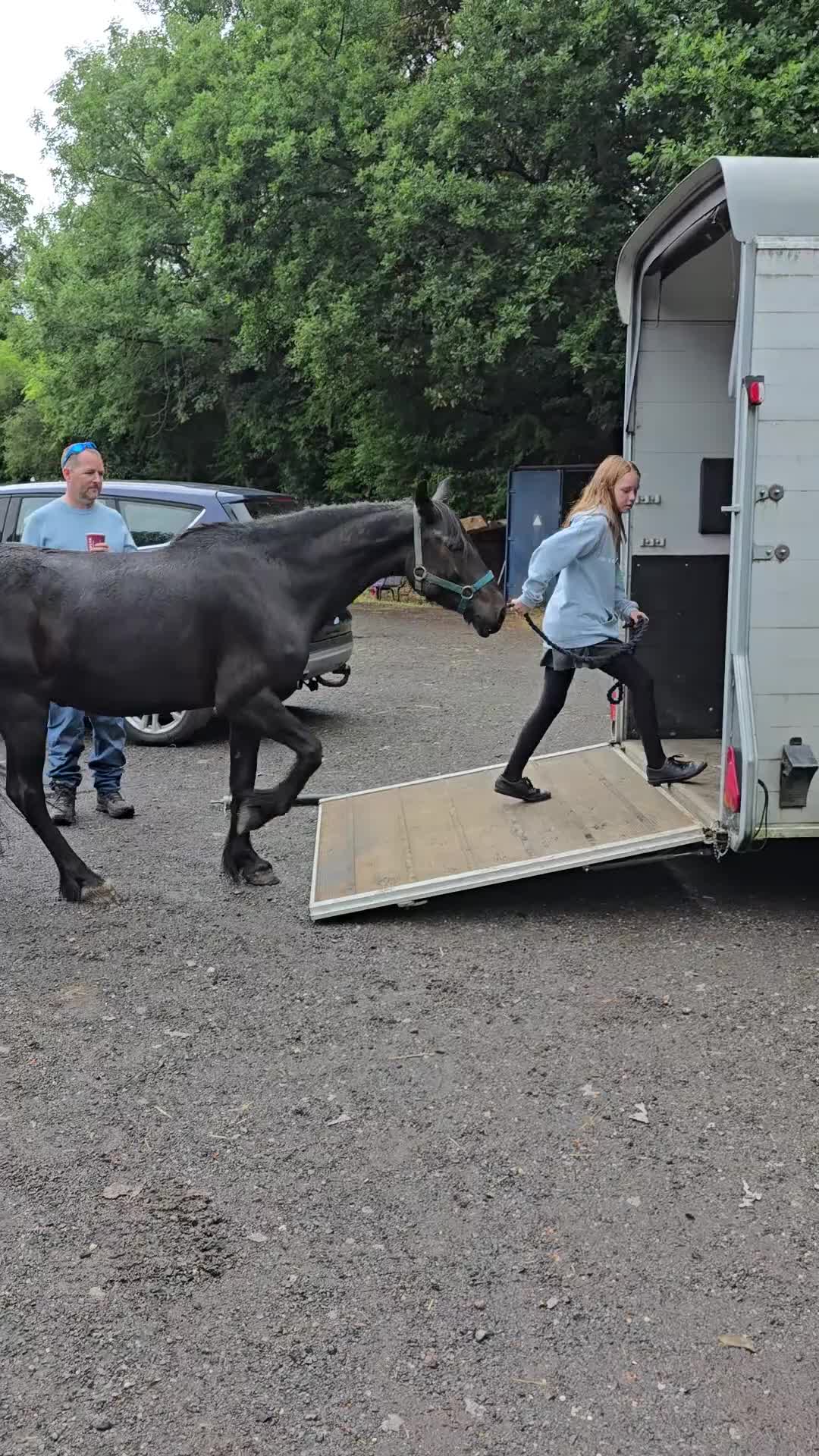 Dales horses for sale: Sweep - Video 1
