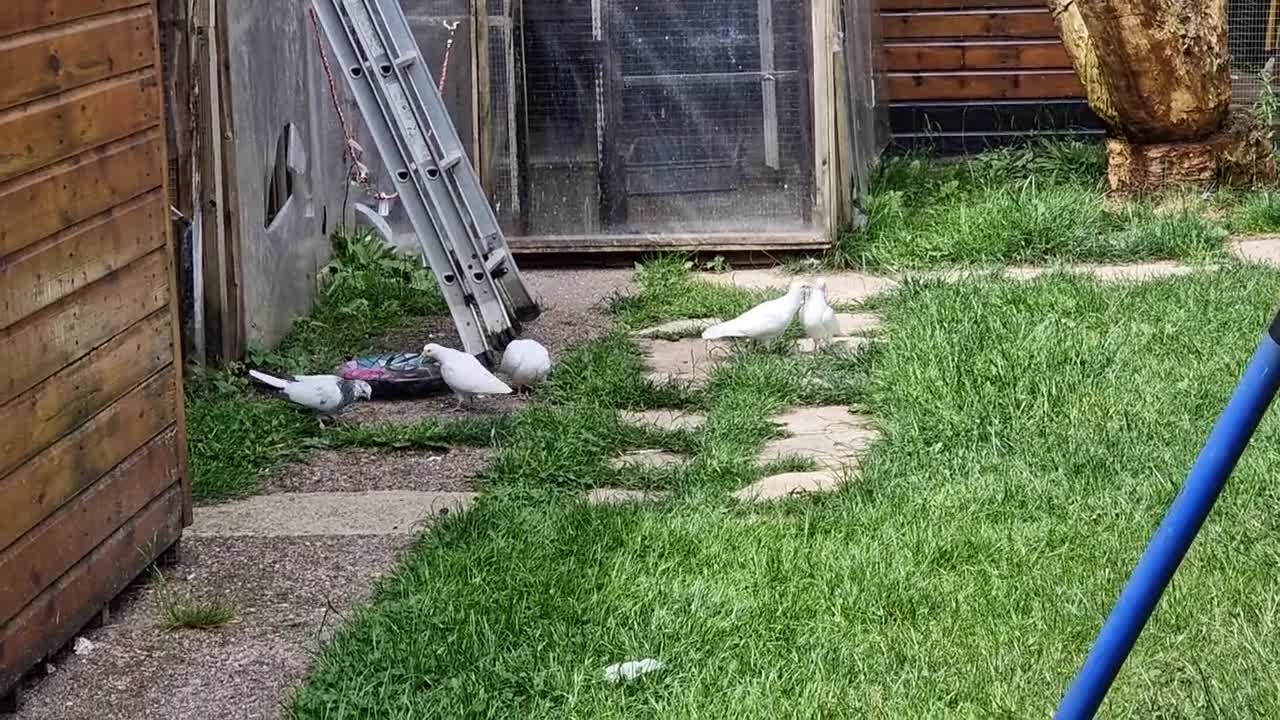 Pigeons birds for sale: White tumbler pigeons  - Video 1