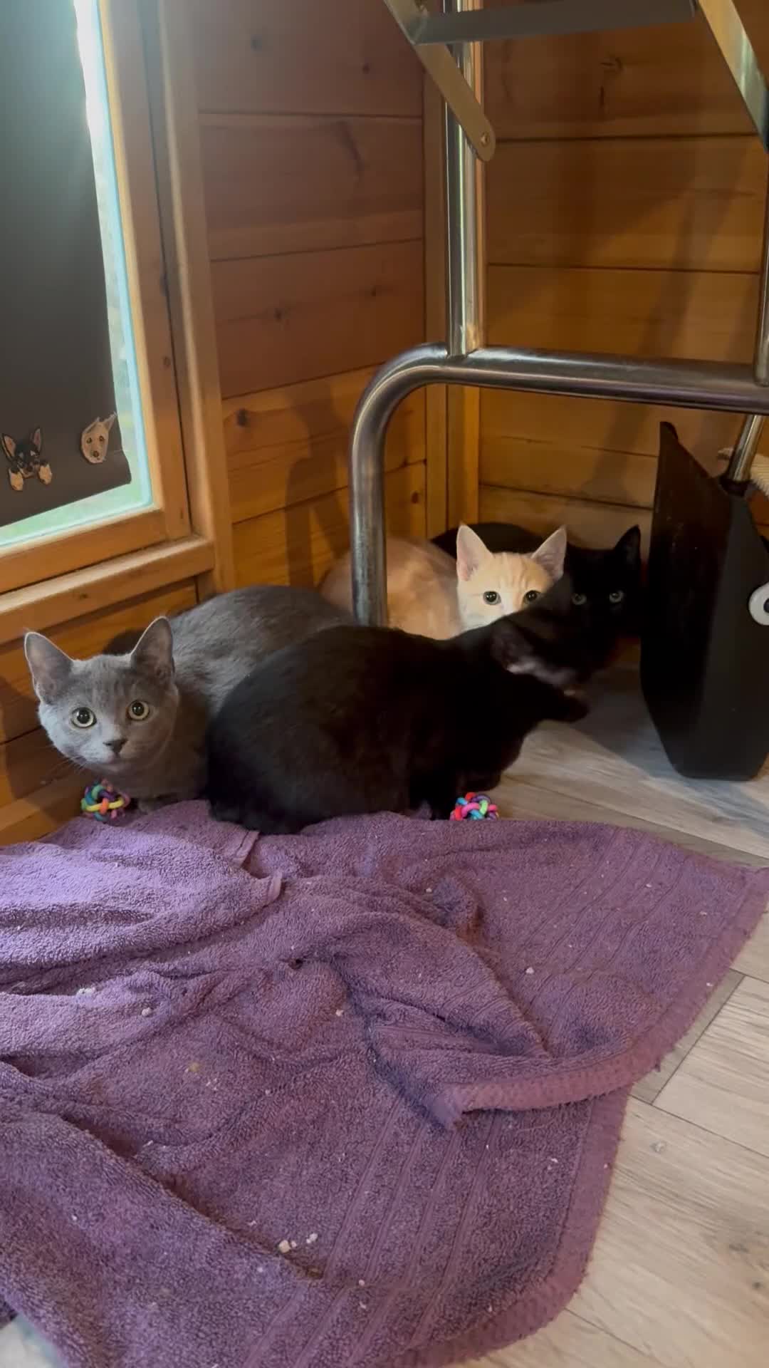 Ragdoll cats for sale: Beautiful Ragdoll cross kittens  - Video 1