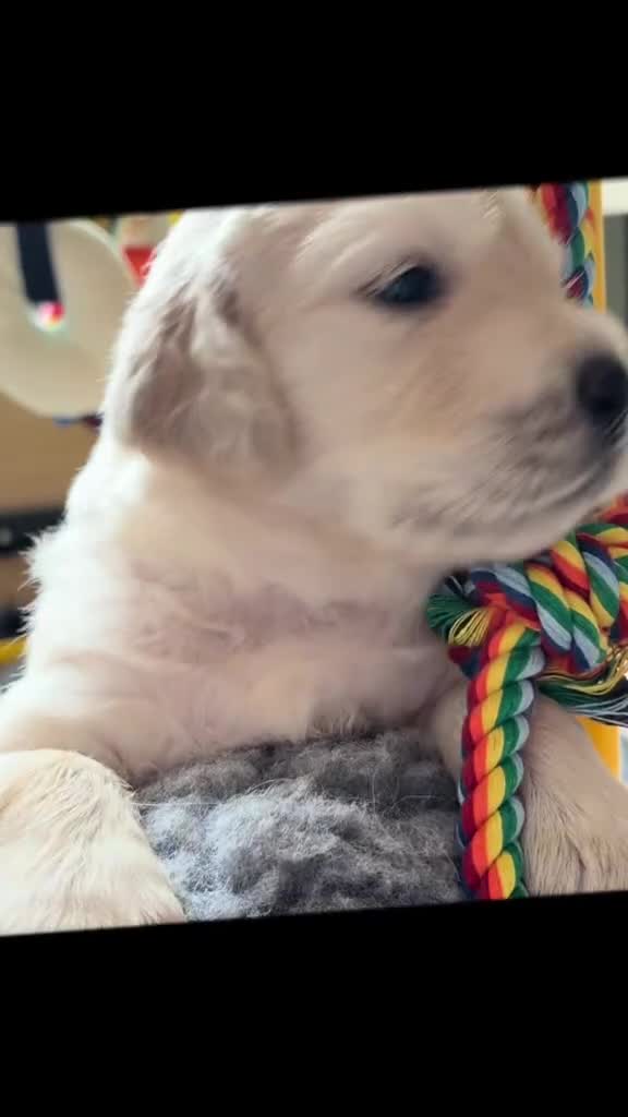 Golden Retriever dogs for sale: BEAUTIFUL KC REG SHOWLINE GOLDEN RETRIEVER PUPPIES - Video 2
