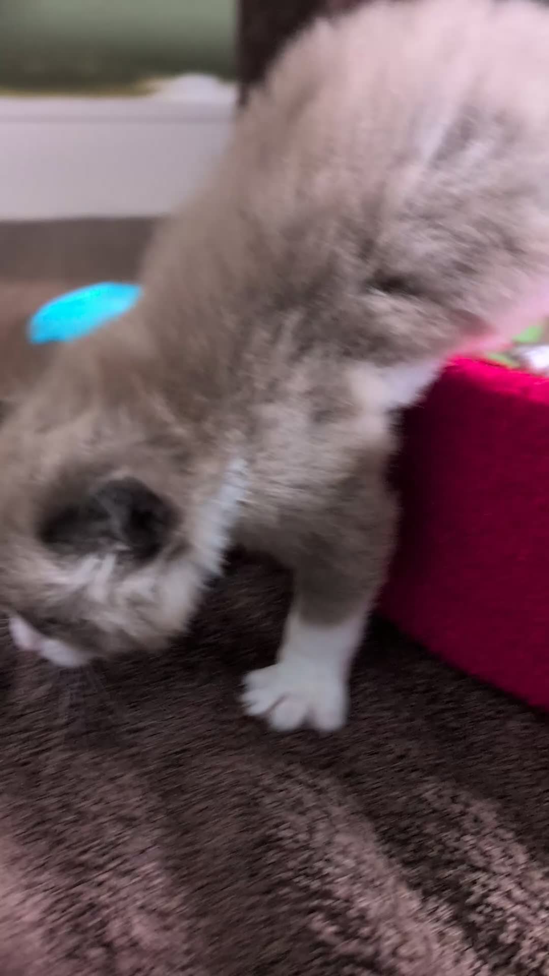 Ragdoll cats for sale: Ragdoll Kittens MINK Boy & girl - Video 3