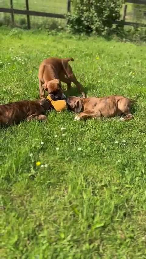 Boxer dogs for sale: Beautiful Boxer puppies - Video 2