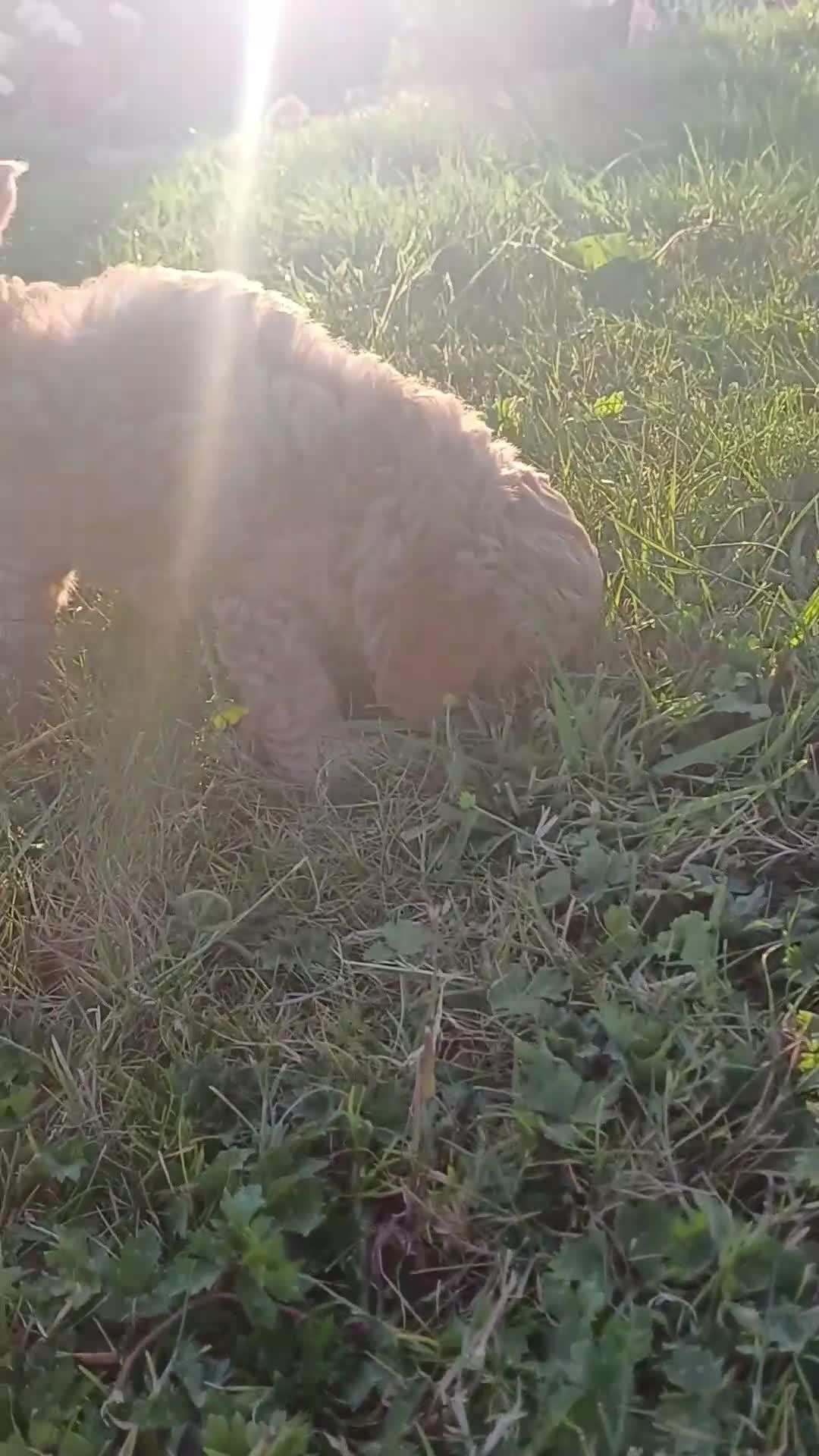 Cavapoo dogs for sale: Beautiful F1B Toy Cavapoo Puppies - Video 2