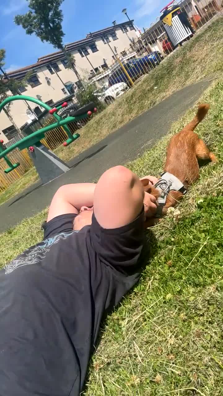 Mixed Breed dogs for sale: Open to offers close to £100 - Video 1