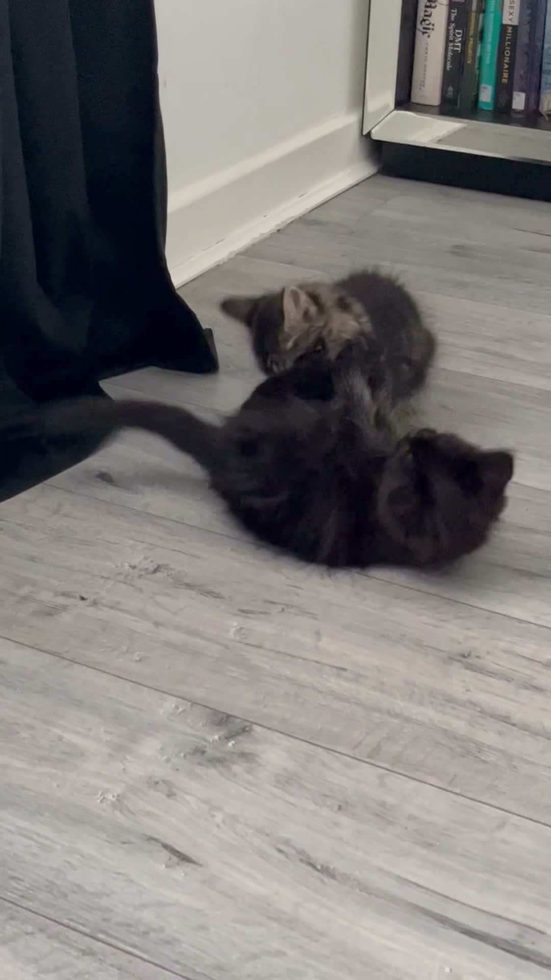 Mixed Breed cats for sale: Beautiful cuddly sweet kittens  - Video 2